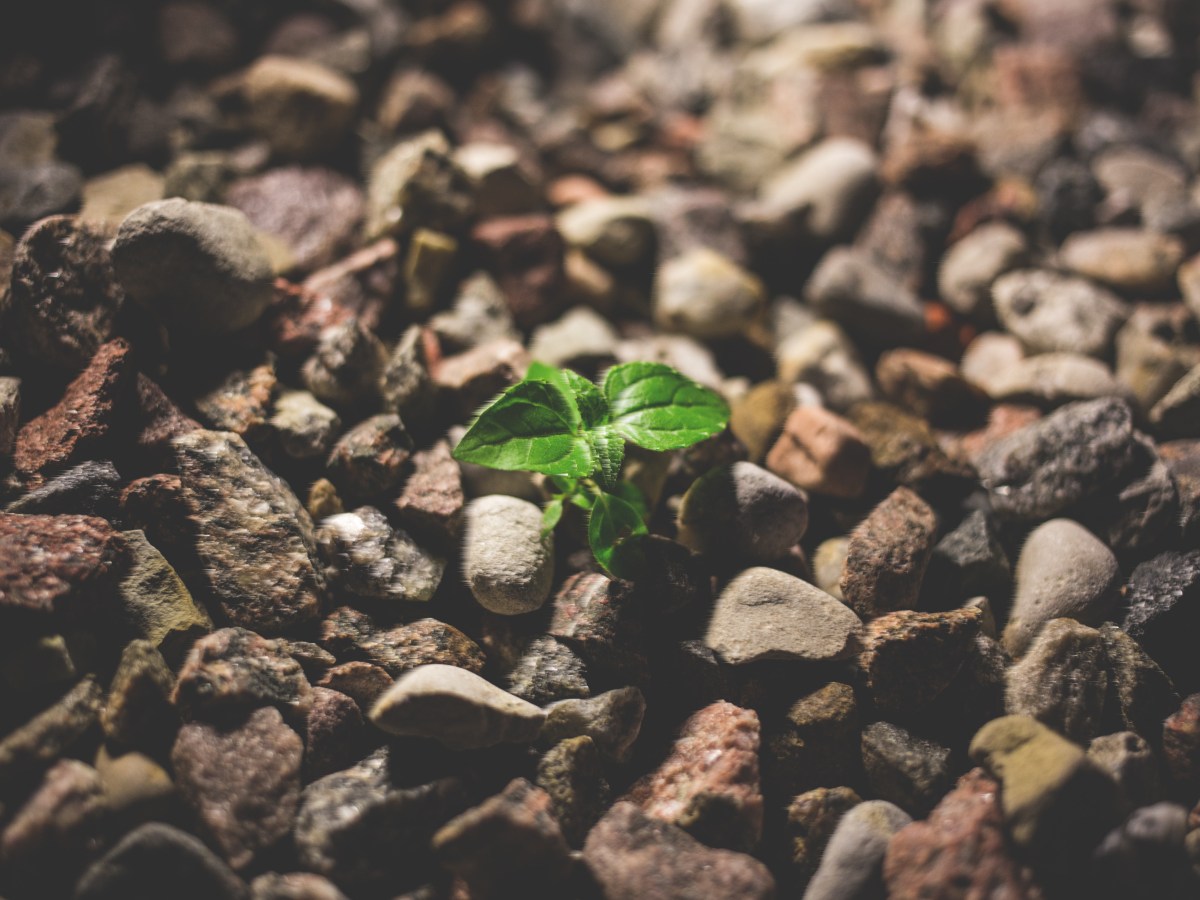 The Seed That Changed Our&nbsp;Lives